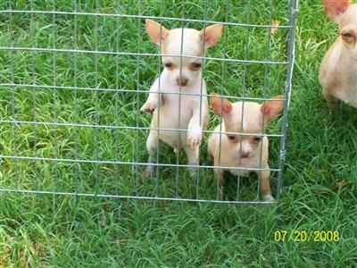 Chihuahua Puppies in TX